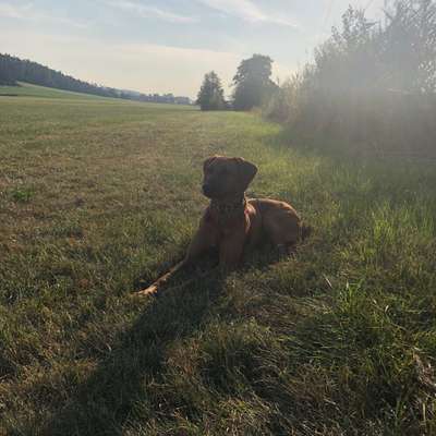 Hundetreffen-Social Walk-Bild