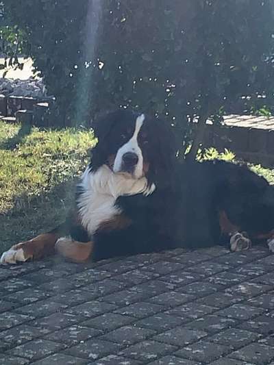 Berner Sennen-Beitrag-Bild