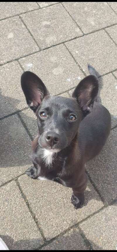 TierschutzhundeStammtisch🐕-Beitrag-Bild