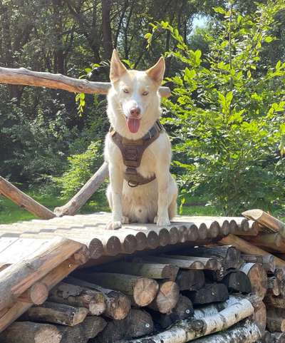 Die Dogorama Kalender Challenge 4/4-Beitrag-Bild