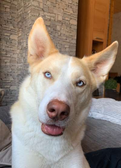 Die Dogorama Kalender Challenge Teil 3/4-Beitrag-Bild