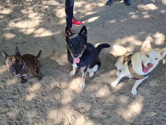 Die Dogorama Wochen Challenge "Friends will be Friends"-Beitrag-Bild