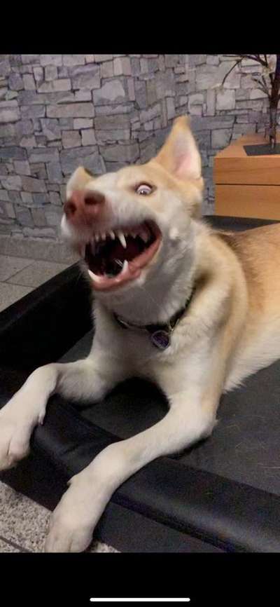 Lustigsten Grimassen von euren Hunden-Beitrag-Bild