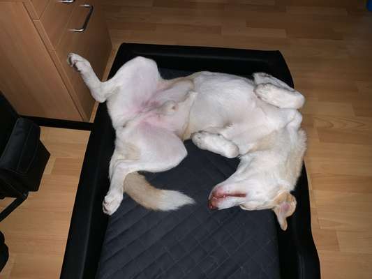 Zeigt mir die lustigsten Schlafpositionen eurer Fellnasen-Beitrag-Bild