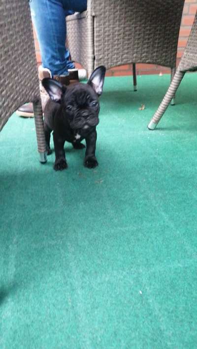 Welpen Bilder !-Beitrag-Bild