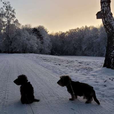 Hundetreffen-Gassirunde mit anderen kleinen Hunden-Bild