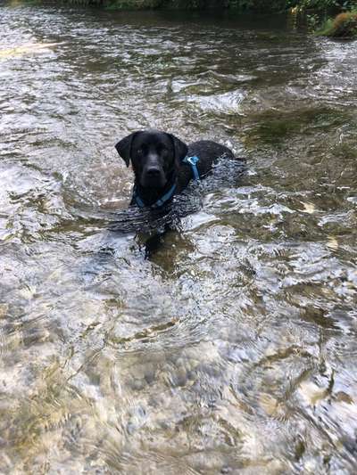 Labradorfans-Beitrag-Bild