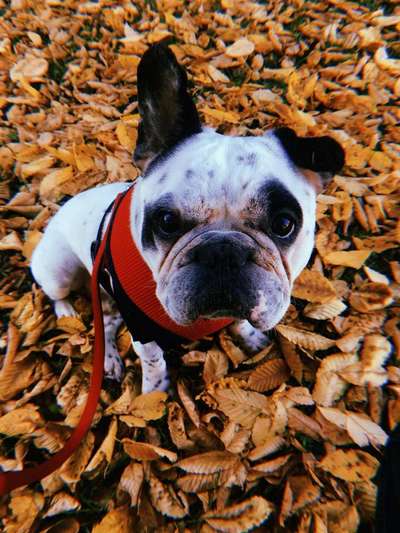 Unsere Fellnasen im Regenbogenland-Beitrag-Bild