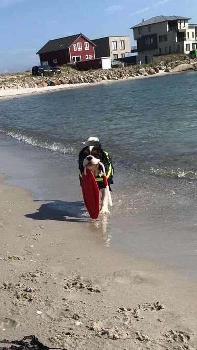 Die Dogorama Kalender Challenge 4/4-Beitrag-Bild