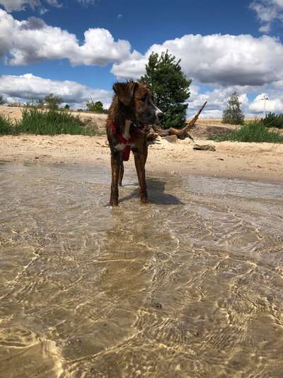 Dogorama-Monats-Challenge-Mai "Wasser"-Beitrag-Bild