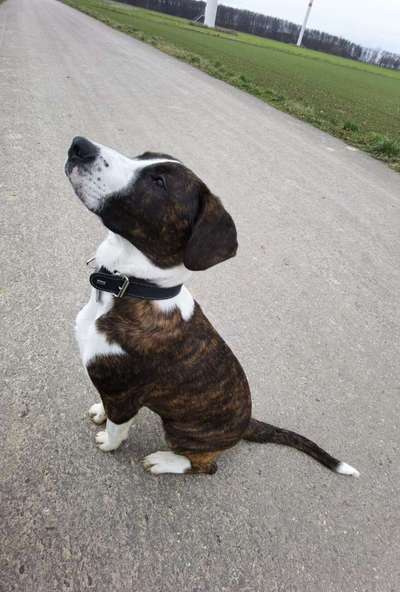 Hundebetreuung gesucht-Beitrag-Bild