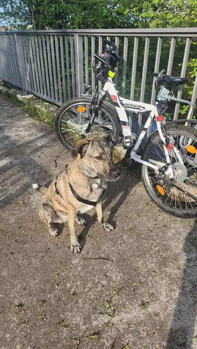 Radfahren mit Hund-Beitrag-Bild