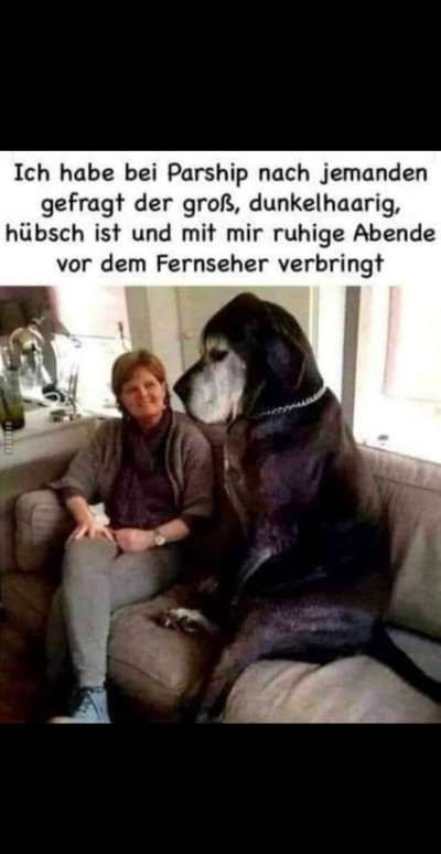Hunde Memes-Beitrag-Bild