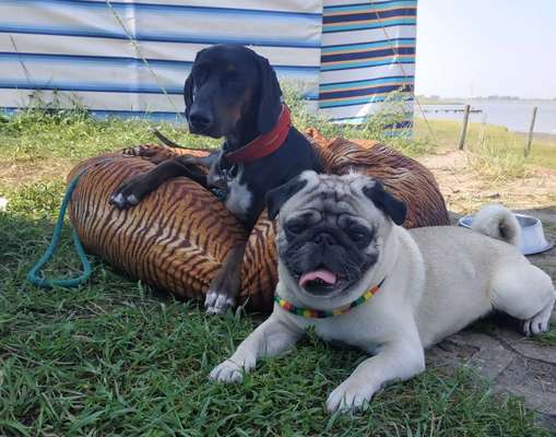 Bester Freund, Hundekumpel - zeigt her!-Beitrag-Bild