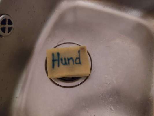 Futternapf in die Spülmaschine-Beitrag-Bild