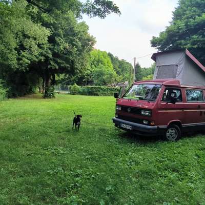 Camping mit Hund/en-Beitrag-Bild