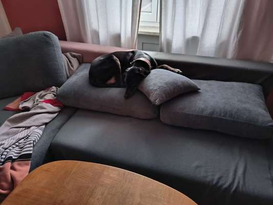 Fake News in der Hundewelt-Beitrag-Bild