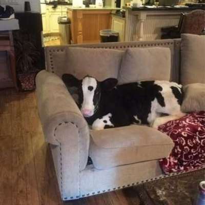 Hunde Memes-Beitrag-Bild