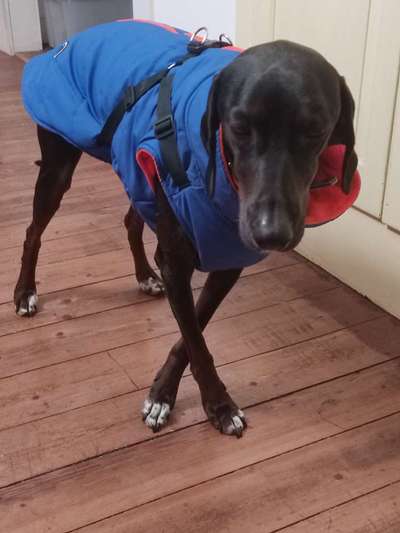 Windhunde - Treffen der besonderen Schönheiten
HERZLICH WILLKOMMEN-Beitrag-Bild