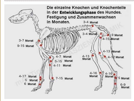 Dobermann - Wie lange Junior Futter-Beitrag-Bild