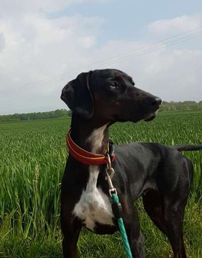 Auslandstierschutz-Beitrag-Bild