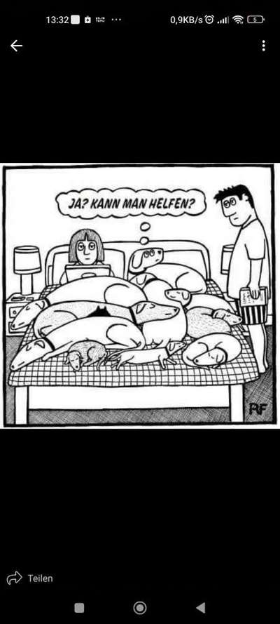 Hunde Memes-Beitrag-Bild