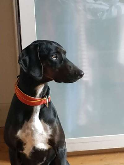 Windhunde - Treffen der besonderen Schönheiten
HERZLICH WILLKOMMEN-Beitrag-Bild