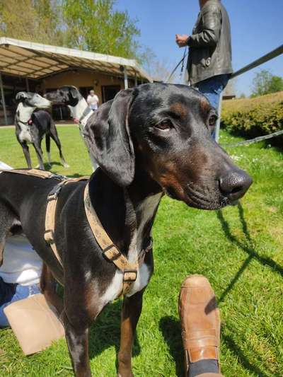 Windhundtreffen - PLZ-Beitrag-Bild