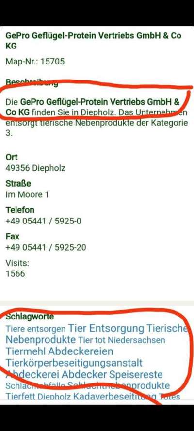 Vegetarische oder vegane Ernährung beim Hund?-Beitrag-Bild