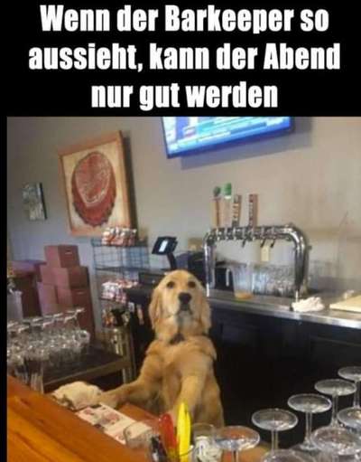 Hunde Memes-Beitrag-Bild