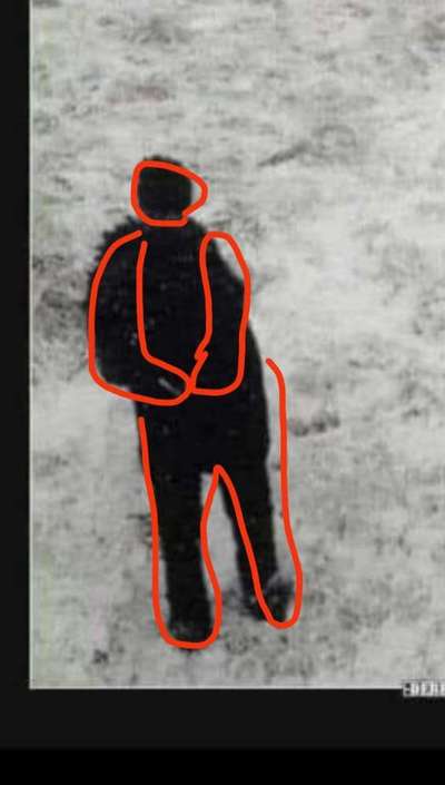 Hunde Memes-Beitrag-Bild