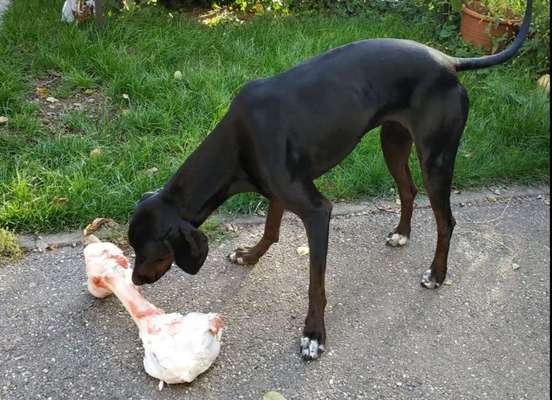 Zeigt her Eure Futternäpfe-Beitrag-Bild