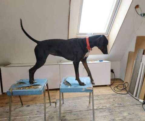 Der Gewichts-Thread-Beitrag-Bild