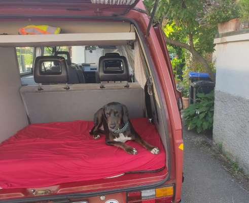 Windhunde - Treffen der besonderen Schönheiten
HERZLICH WILLKOMMEN-Beitrag-Bild