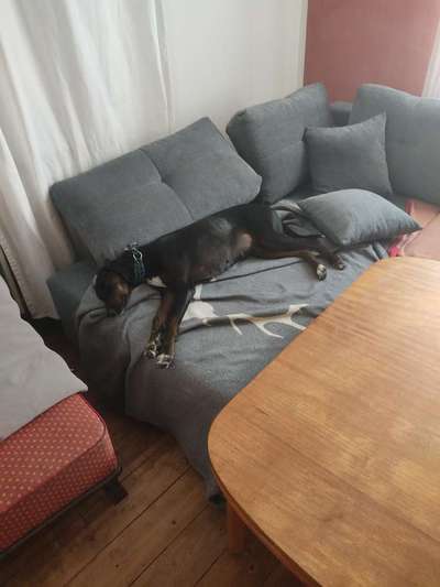 Windhunde - Treffen der besonderen Schönheiten
HERZLICH WILLKOMMEN-Beitrag-Bild