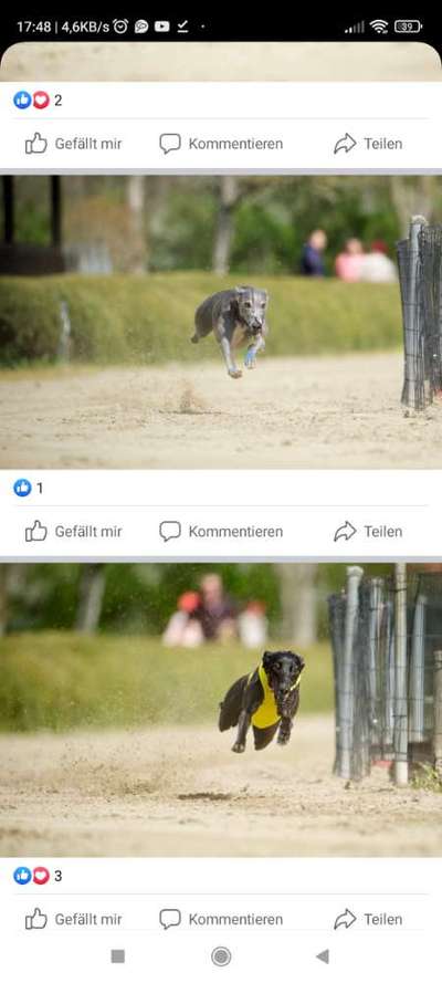 Windhunde - Treffen der besonderen Schönheiten
HERZLICH WILLKOMMEN-Beitrag-Bild