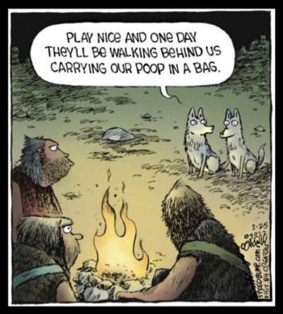 Hunde Memes-Beitrag-Bild