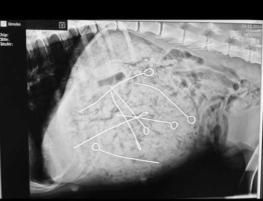 Hundefutter Mythen-Beitrag-Bild