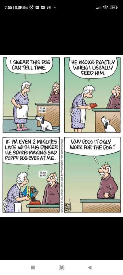 Hunde Memes-Beitrag-Bild