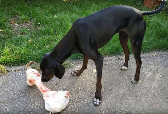 Hochwertiges / Bedarfsgerechtes Nassfutter (ohne Barfen), welches nur?-Beitrag-Bild