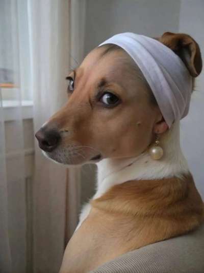 Hunde Memes-Beitrag-Bild
