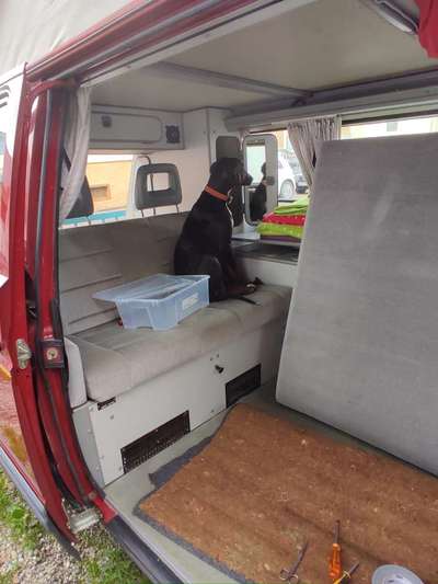 Podencomischling oder Podenco-Beitrag-Bild