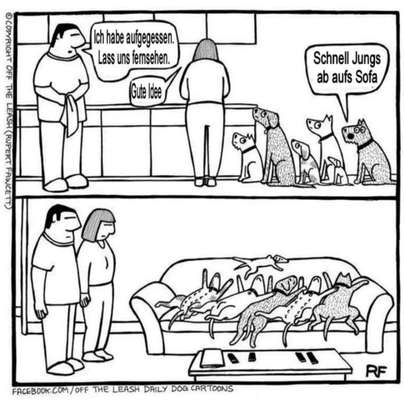 Hunde Memes-Beitrag-Bild