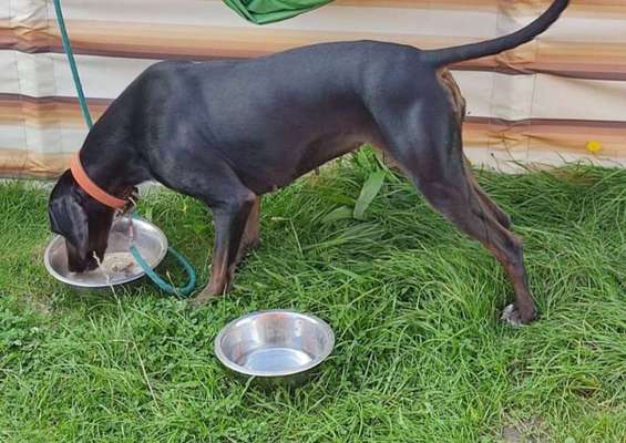 Rund um die Ernährung-Beitrag-Bild