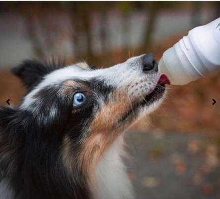 Wie Nassfutter im Training verfüttern-Beitrag-Bild