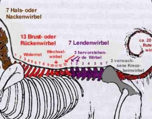 Windhunde - Treffen der besonderen Schönheiten
HERZLICH WILLKOMMEN-Beitrag-Bild