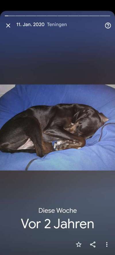 Windhunde - Treffen der besonderen Schönheiten
HERZLICH WILLKOMMEN-Beitrag-Bild