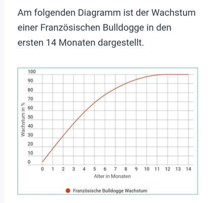 Futtermenge Jack Russell-Beitrag-Bild
