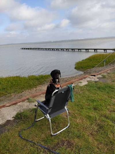 Windhunde - Treffen der besonderen Schönheiten
HERZLICH WILLKOMMEN-Beitrag-Bild