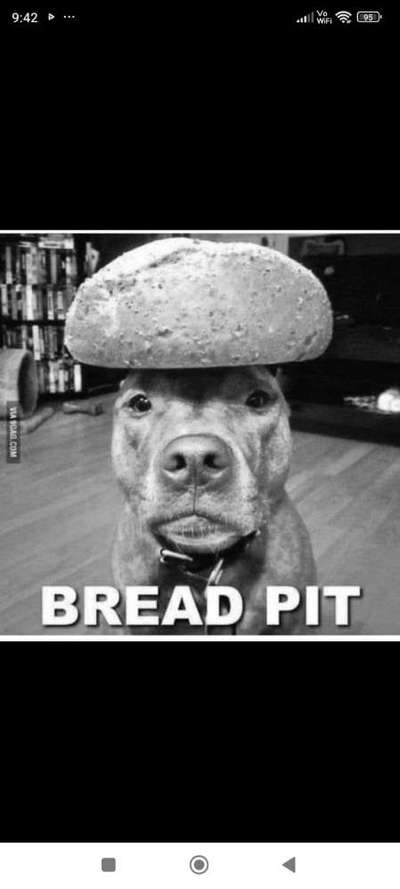 Hunde Memes-Beitrag-Bild